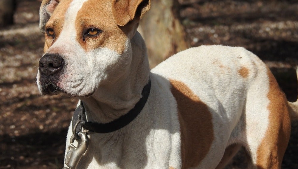 Foto de un pitbull