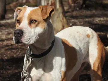 Foto de un pitbull Foto de un pitbull