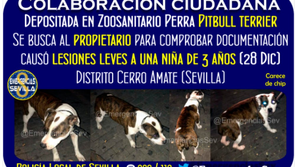 Buscan al dueño de una perra en Sevilla