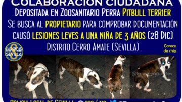 Buscan al dueño de una perra en Sevilla