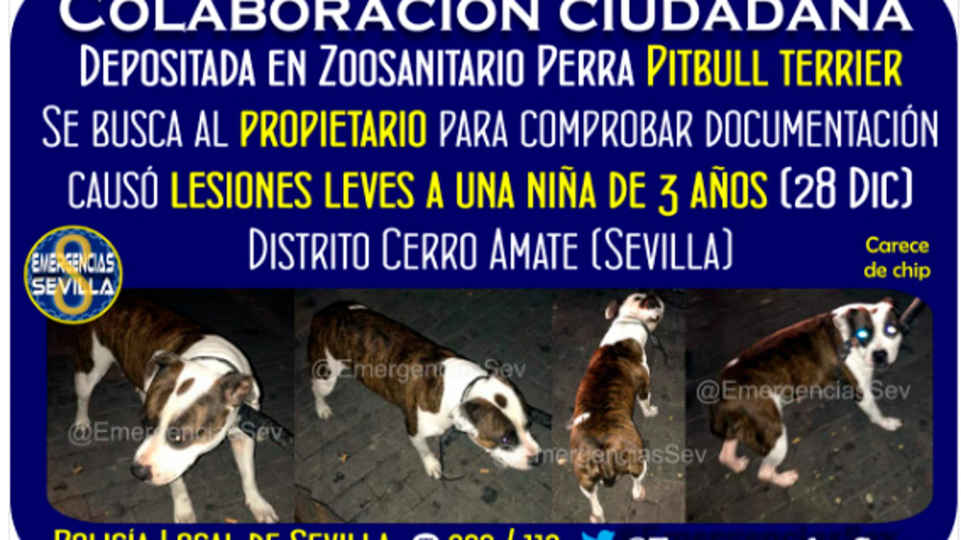 Buscan al dueño de una perra en Sevilla Buscan al dueño de una perra en Sevilla