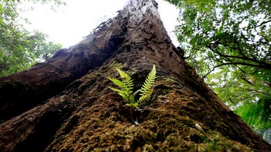 Las imágenes de diciembre de 2017