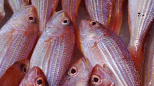 pescado_643x397