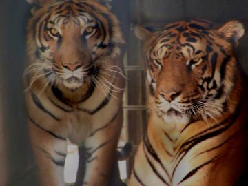 Imagen de dos tigres