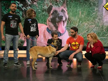 Adopta a Vespa, la perrita que perdió una pata Adopta a Vespa, la perrita que perdió una pata
