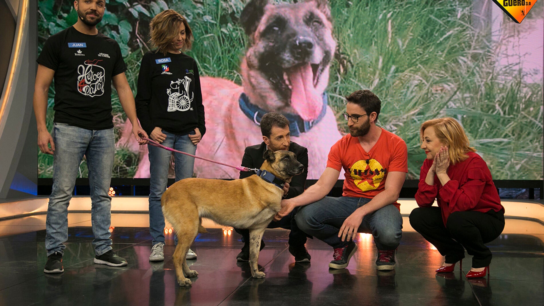 Adopta a Vespa, la perrita que perdi&oacute; una pata 