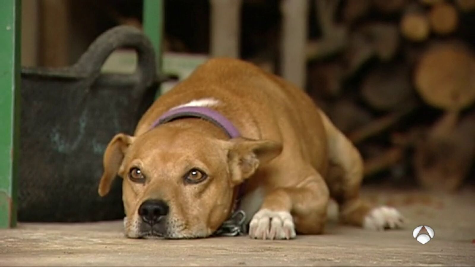 Un juez dictamina que los ladridos y los aullidos de los perros son contaminación acústica