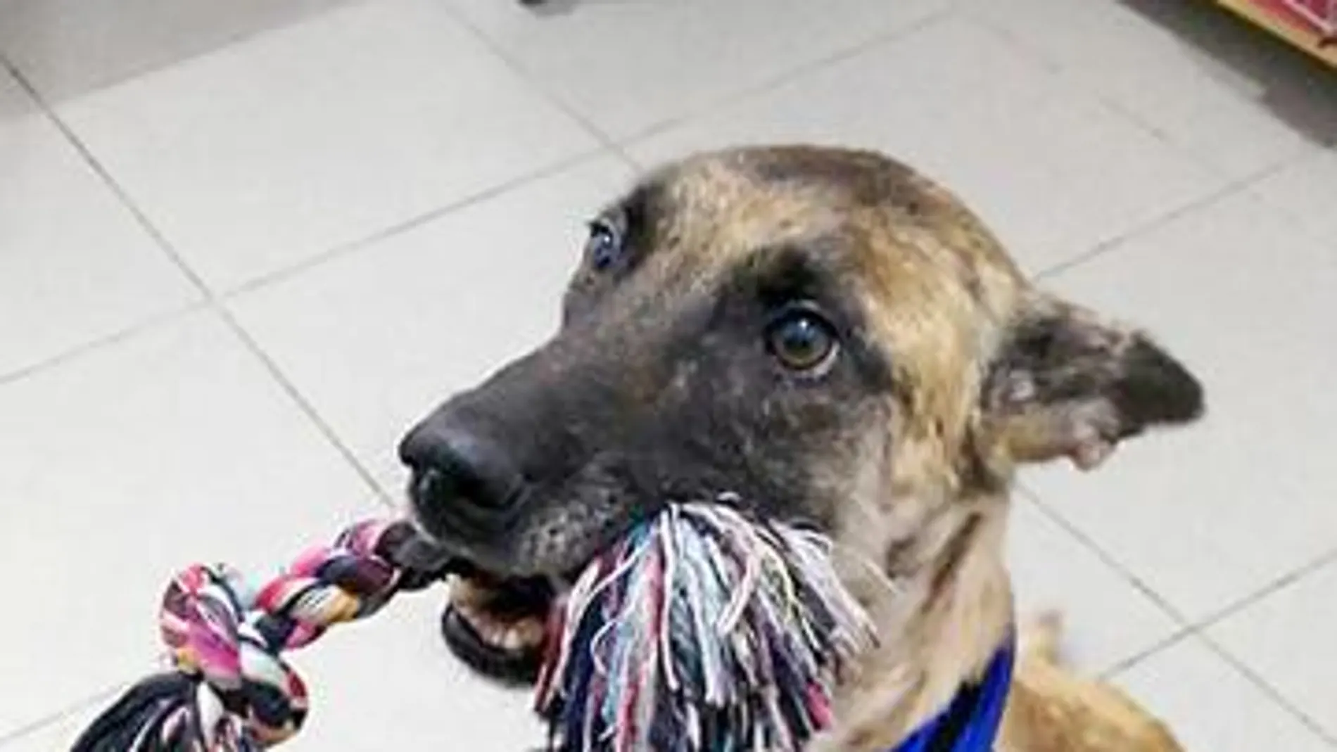 'Vespa', la perrita con una pata amputada que busca un hogar 'Vespa', la perrita con una pata amputada que busca un hogar