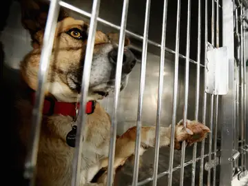 Perros abandonados Perros abandonados