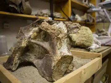 Fragmentos que pertenecen al dinosaurio Fragmentos que pertenecen al dinosaurio