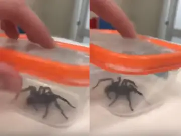 La araña que picó al pequeño La araña que picó al pequeño