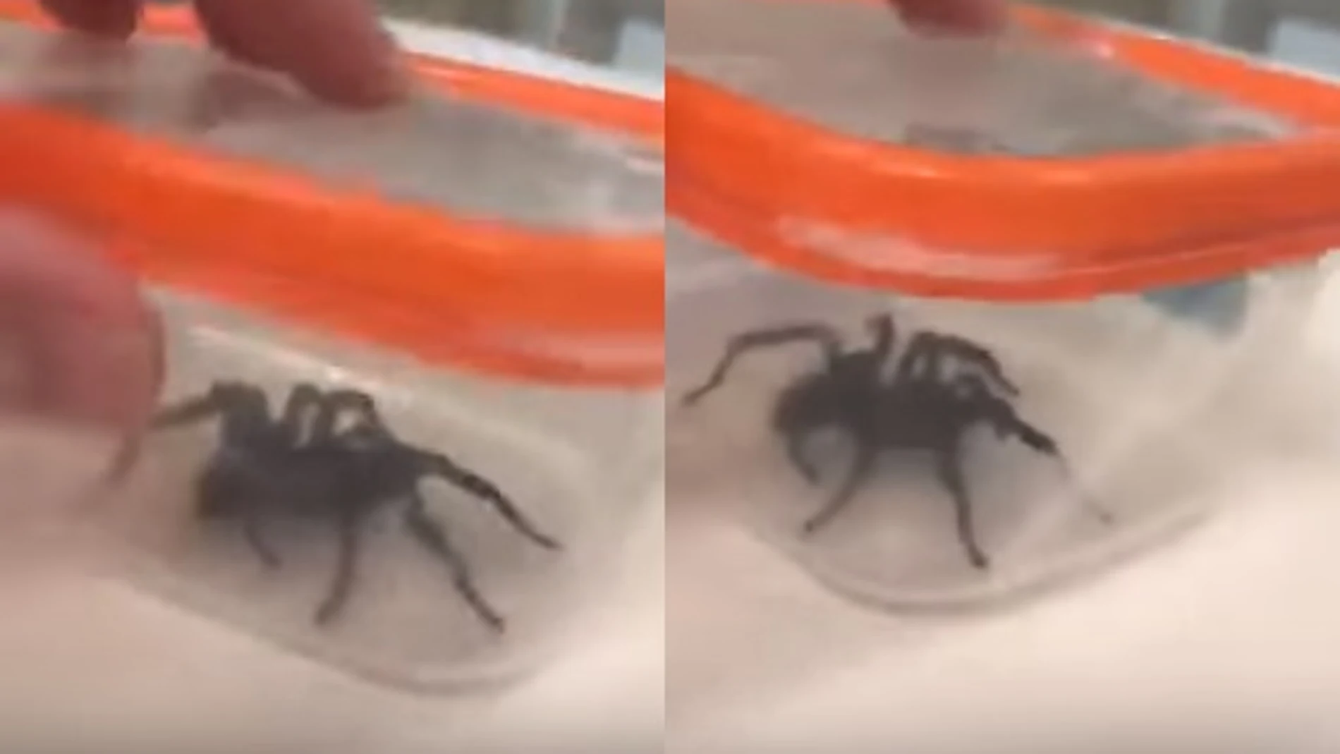 La araña que picó al pequeño La araña que picó al pequeño