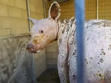 Eve, la osa que sufre alopecia y sarna tras perder a su madre Eve, la osa que sufre alopecia y sarna tras perder a su madre