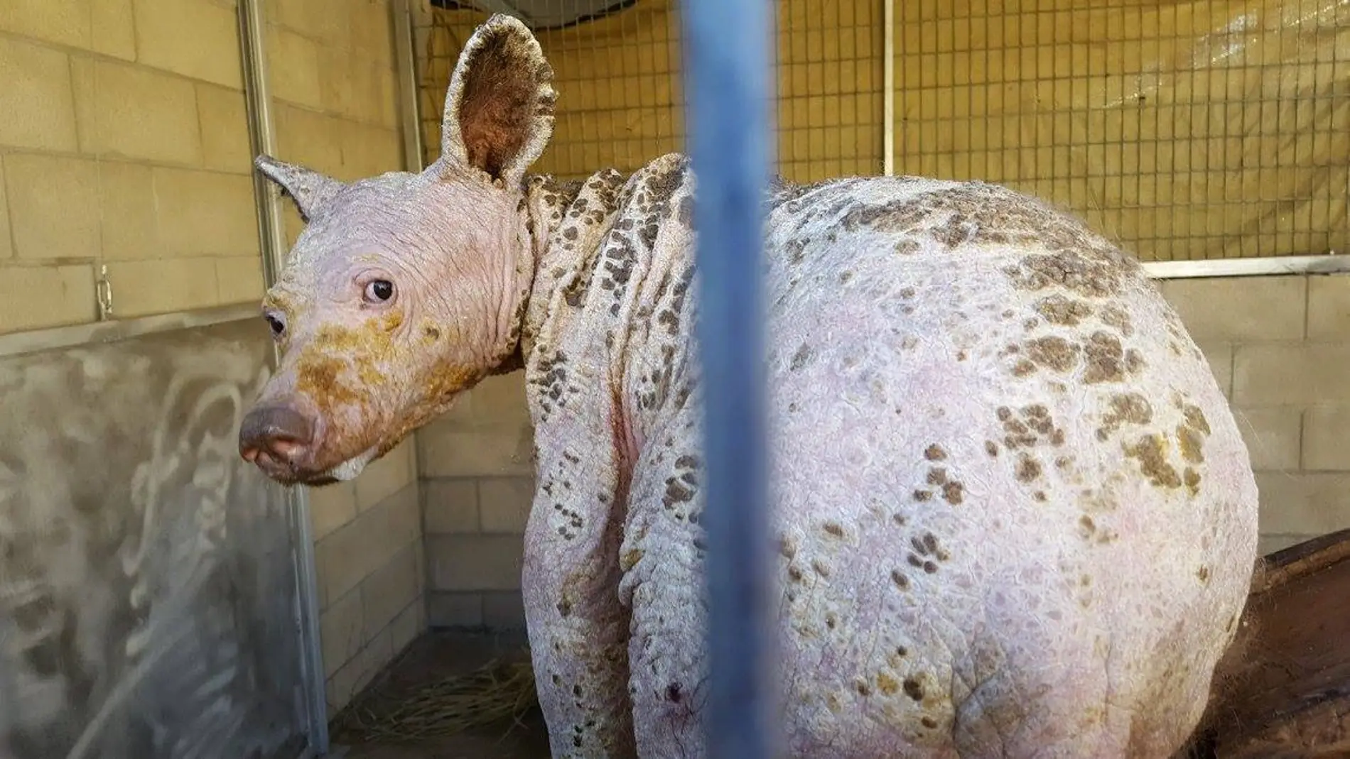 Eve, la osa que sufre alopecia y sarna tras perder a su madre Eve, la osa que sufre alopecia y sarna tras perder a su madre