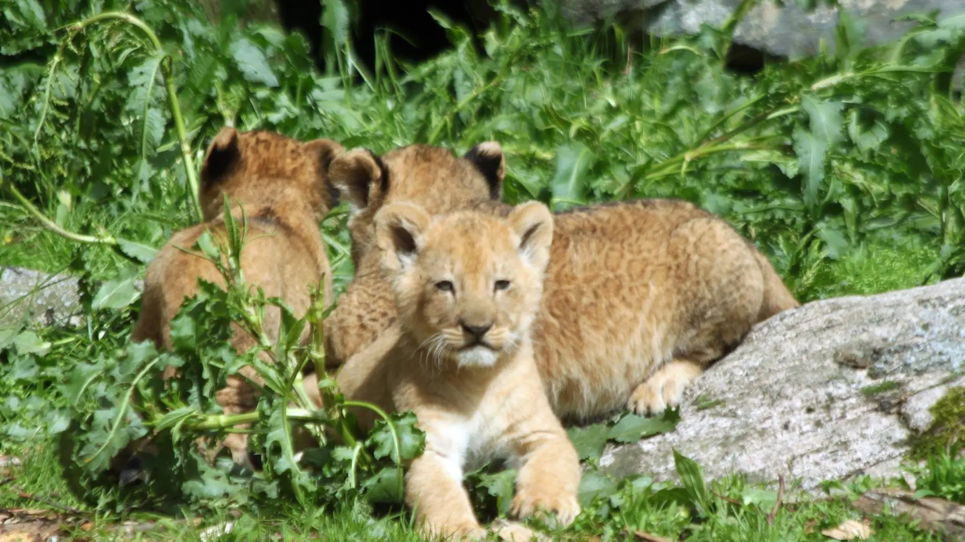 Leones cachorros del zoo Borås Djurpark Leones cachorros del zoo Borås Djurpark