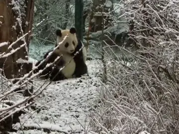 Fu Feng y Fu Ban disfrutan de su primera nevada en el zoo de Viena Fu Feng y Fu Ban disfrutan de su primera nevada en el zoo de Viena