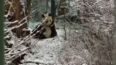 Los gemelos Fu Feng y Fu Ban disfrutan de su primera nevada en el zoo de Viena