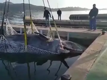 Salvamento Marítimo remolca a una ballena hallada muerta hace unos días Salvamento Marítimo remolca a una ballena hallada muerta hace unos días