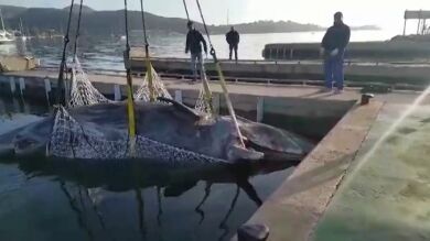 Salvamento Marítimo saca del mar y remolca hasta el puerto de Pollença a un cachalote hallado muerto hace días