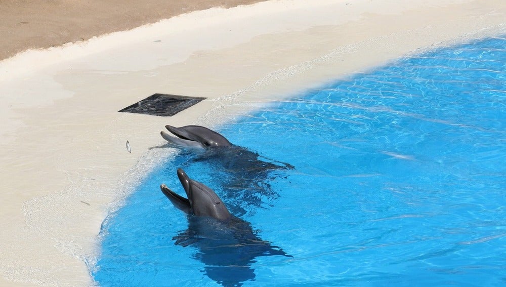 Delfines