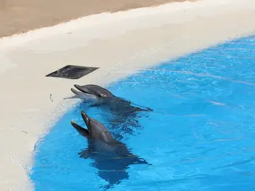 Delfines Delfines