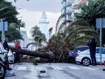 Palmera caída sobre tres vehículos en el Paseo Marítimo Ciudad de Melilla 