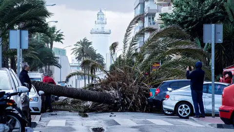 Palmera caída sobre tres vehículos en el Paseo Marítimo Ciudad de Melilla Palmera caída sobre tres vehículos en el Paseo Marítimo Ciudad de Melilla