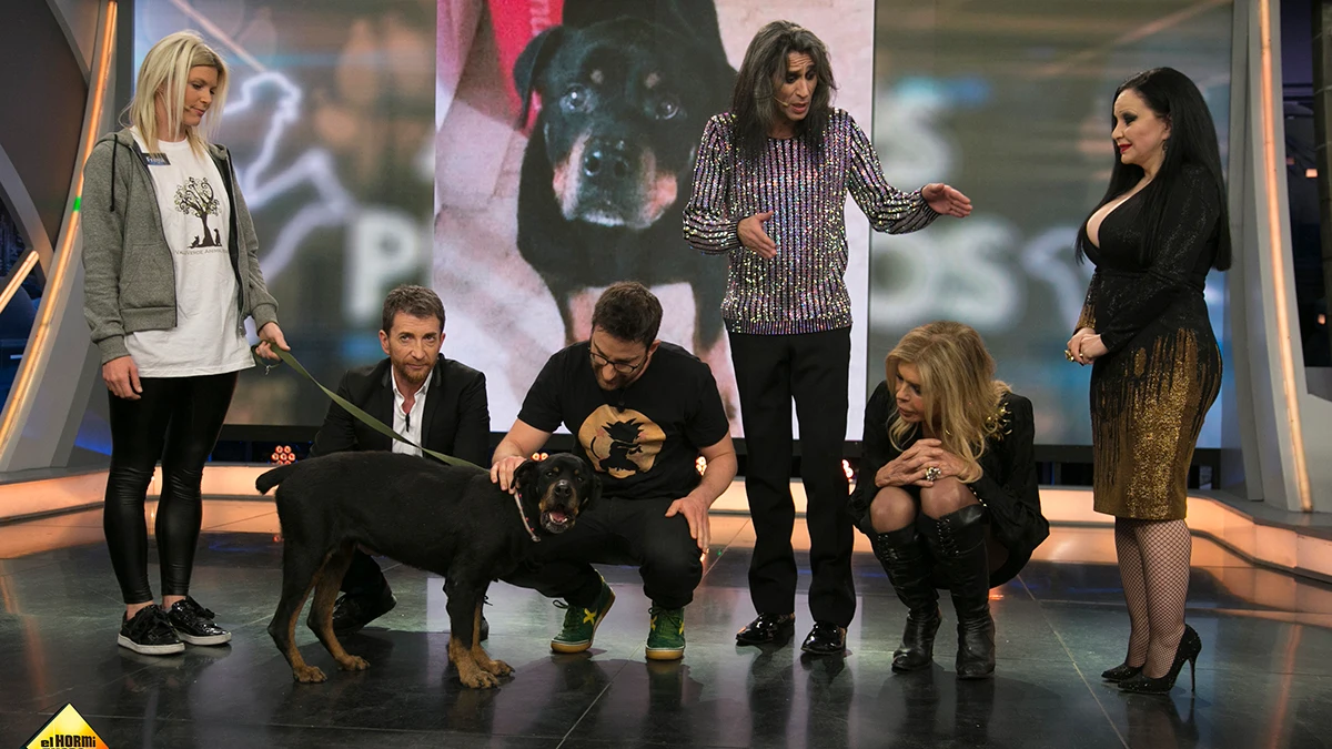 Candela, la perrita que estuvo 9 años abandonada, busca un nuevo hogar