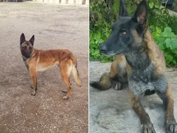 Los perros robados de la asociación 'Héroes de cuatro patas' Los perros robados de la asociación 'Héroes de cuatro patas'