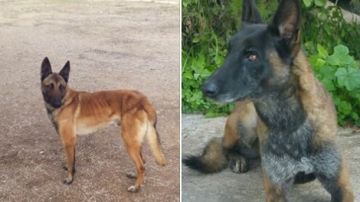 Los perros robados de la asociación 'Héroes de cuatro patas'