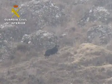 El perro que fue confundido con una pantera en Guadalajara El perro que fue confundido con una pantera en Guadalajara