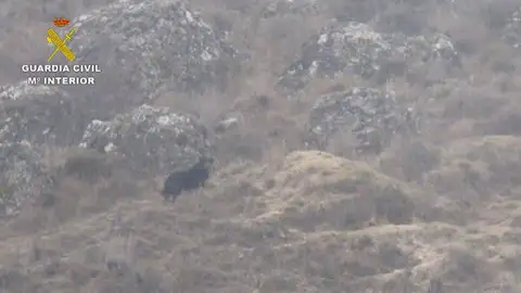 El perro que fue confundido con una pantera en Guadalajara El perro que fue confundido con una pantera en Guadalajara