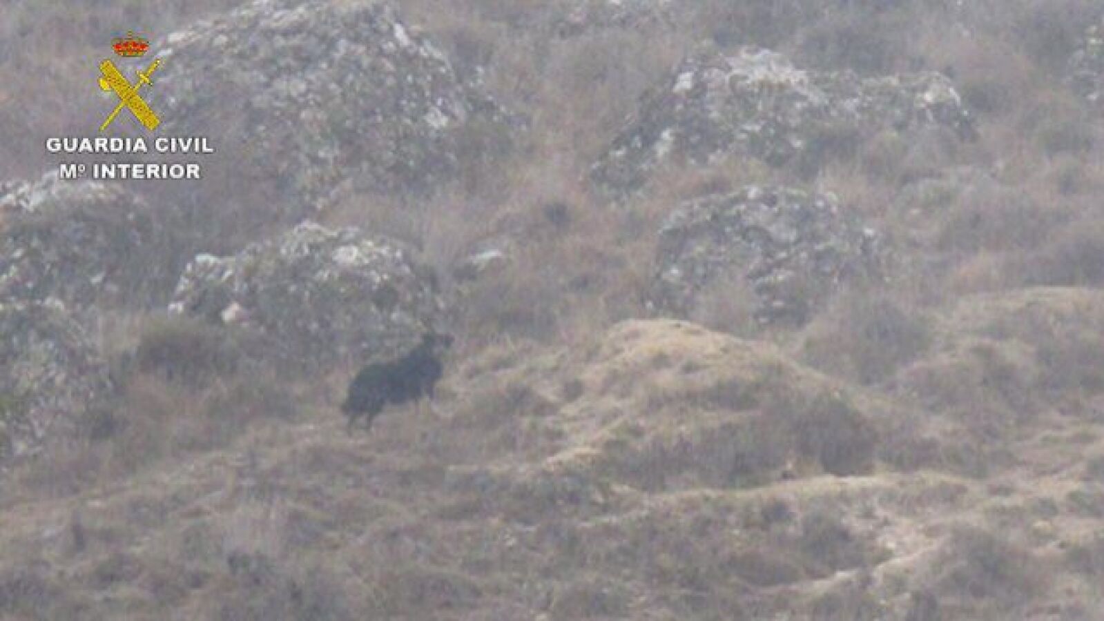 La Guardia Civil resuelve el misterio de la pantera en Guadalajara: Era un perro asilvestrado