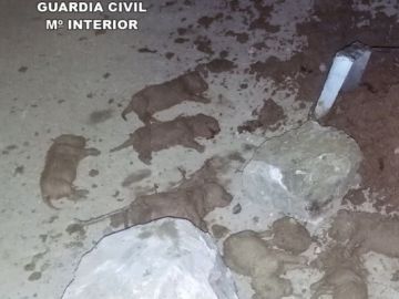 Los cachorros encontrados en una finca de Murcia