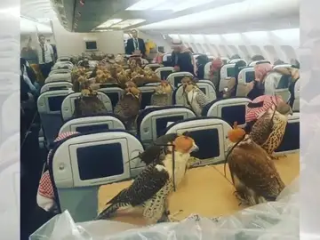 Animales Animales
