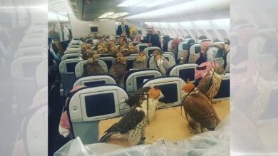 No le dejan subir al avión por llevar a un pavo real de 