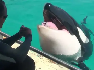 Las orcas te hablan Las orcas te hablan