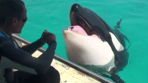 Las orcas te hablan