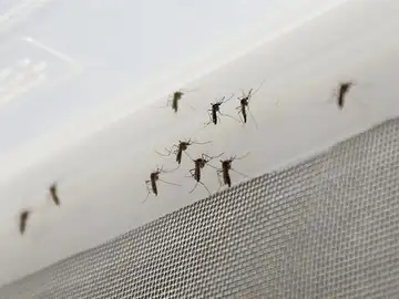 Mosquito transmisor del zika Mosquito transmisor del zika