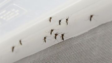 Mosquito transmisor del zika