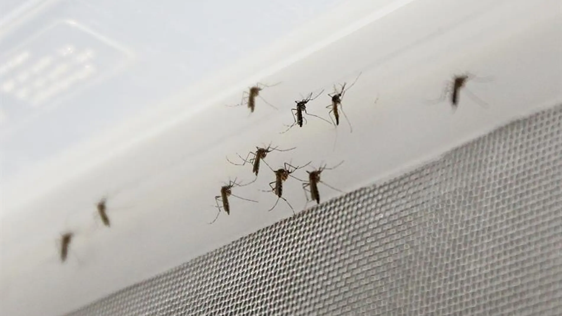Mosquito transmisor del zika Mosquito transmisor del zika