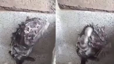 El vídeo de un roedor duchándose como un humano que podría esconder un caso de maltrato animal