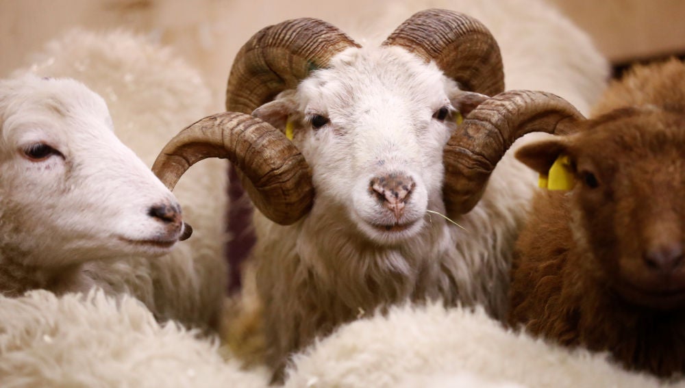 Ovejas y cabras