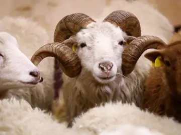 Ovejas y cabras Ovejas y cabras