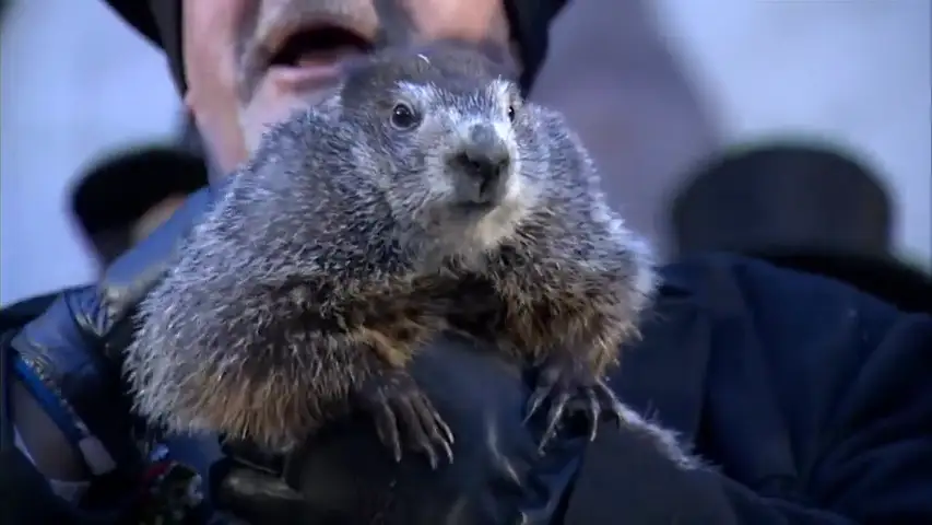 La marmota Phil indica que el invierno se alargará seis semanas más La marmota Phil indica que el invierno se alargará seis semanas más