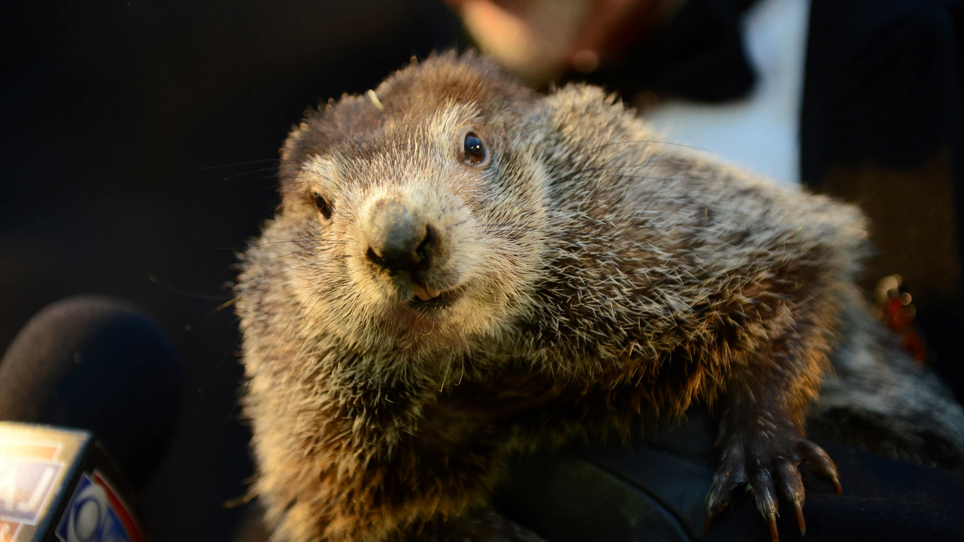 La marmota Phil La marmota Phil