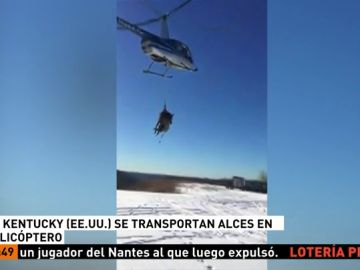 Trasladan un alce en helicóptero Trasladan un alce en helicóptero