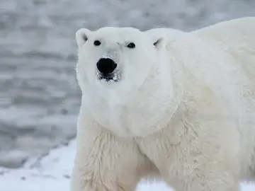 Foto de archivo de un oso polar Foto de archivo de un oso polar
