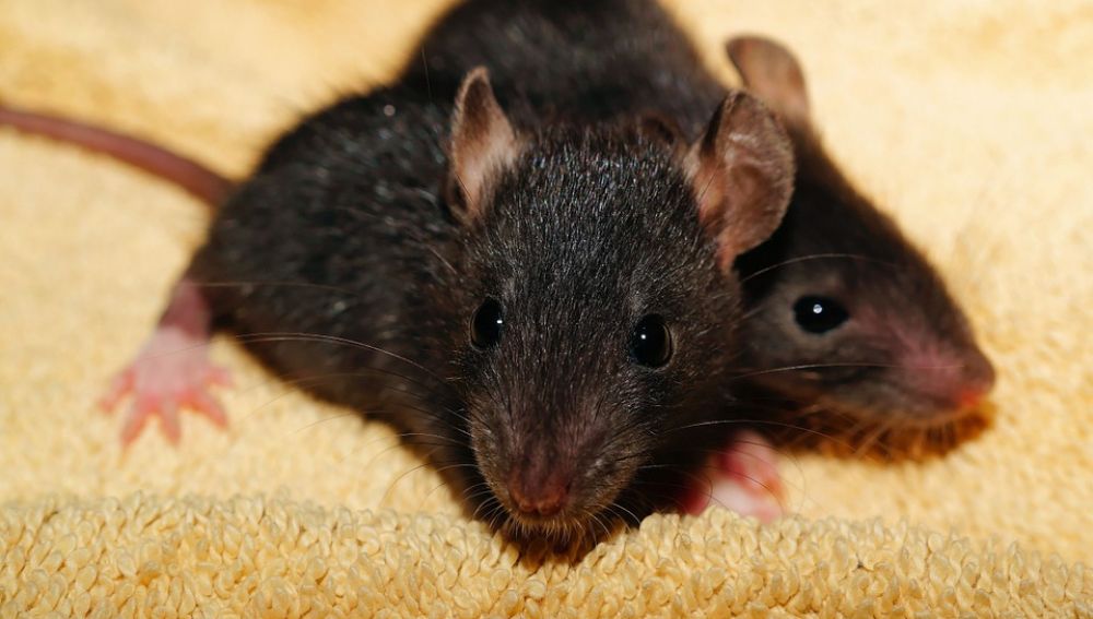 Ratas