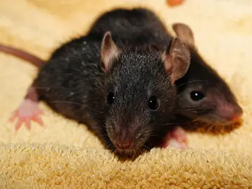 Ratas Ratas